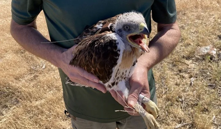 WDFW Biologists Track Endangered Hawks to Aid Conservation Efforts