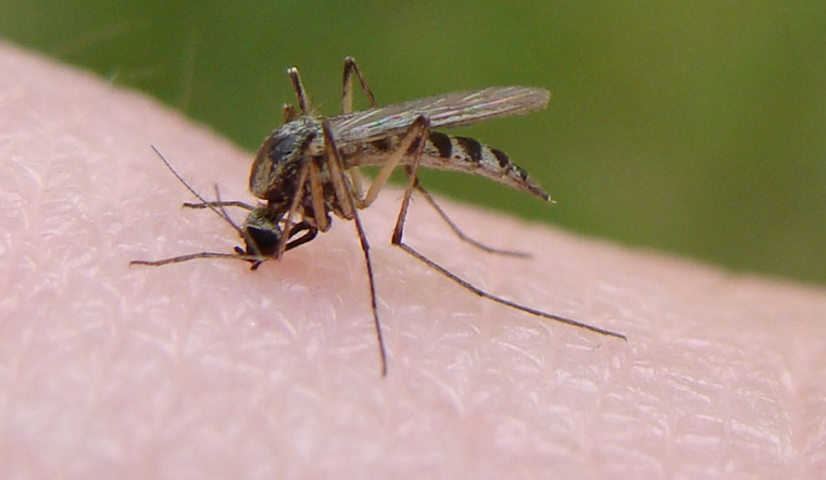 West Nile Virus Alert, Denton County Launches Nightly Mosquito Fogging Near Krugerville