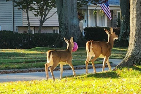 Westlake Police Warn of Halloween Decor Endangering Deer, Urge Residents to Remove Hazards