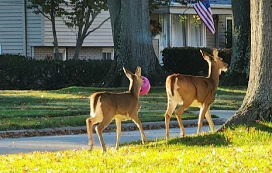 Westlake Police Warn of Halloween Decor Endangering Deer, Urge Residents to Remove Hazards