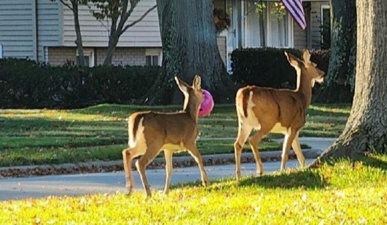 Westlake Police Warn of Halloween Decor Endangering Deer, Urge Residents to Remove Hazards