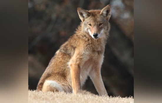 "Wildlife 101: Coyotes on the Move" - Free Educational Talk in Milton to Unveil Truths About Local Coyote Populations