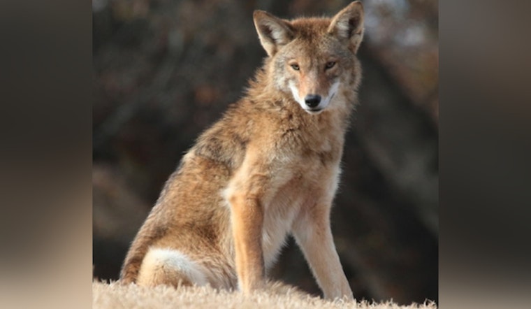 "Wildlife 101: Coyotes on the Move" - Free Educational Talk in Milton to Unveil Truths About Local Coyote Populations