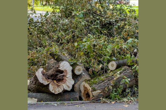 Winter Garden Rallies for Cleanup: City and Residents Unite Post-Hurricane Milton