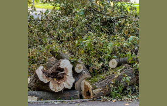 Winter Garden Rallies for Cleanup: City and Residents Unite Post-Hurricane Milton