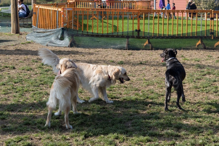 Winter Haven Dog Park at Simmers-Young Closed Due to Hurricane Debris, Other Park Areas Remain Open