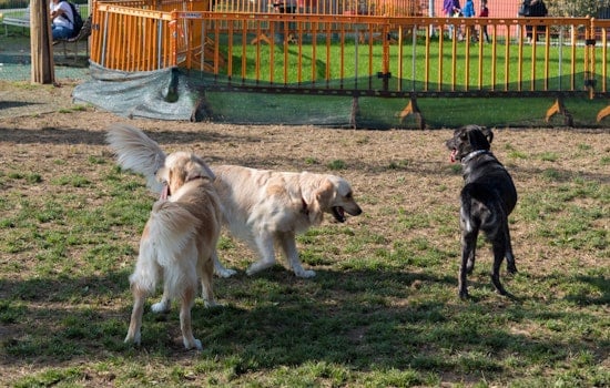 Winter Haven Dog Park at Simmers-Young Closed Due to Hurricane Debris, Other Park Areas Remain Open