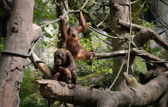 Woodland Park Zoo Prepares for First Orangutan Birth in 35 Years Amidst Species Conservation Efforts