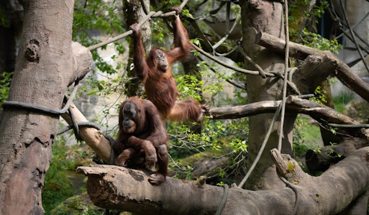 Woodland Park Zoo Prepares for First Orangutan Birth in 35 Years Amidst Species Conservation Efforts