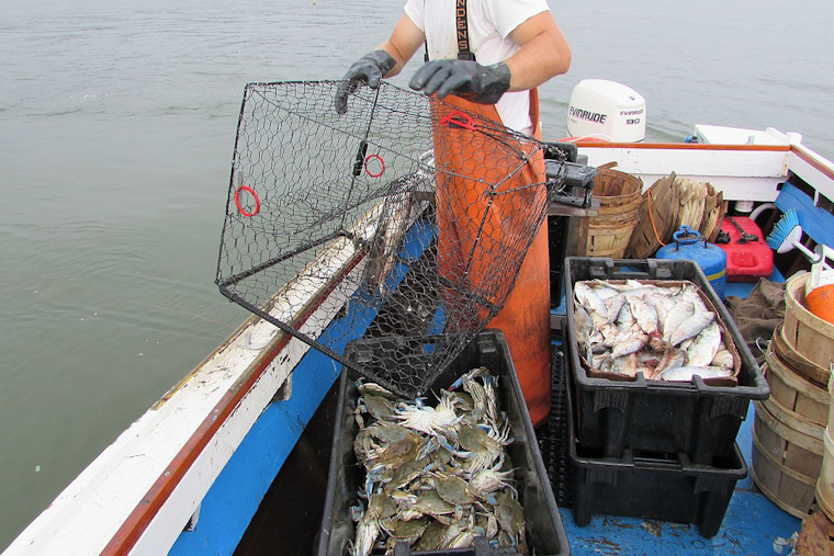 California Prolongs Crab Trap Ban & Delays Dungeness Crab Season to Protect Whales and Address Domoic Acid Concerns