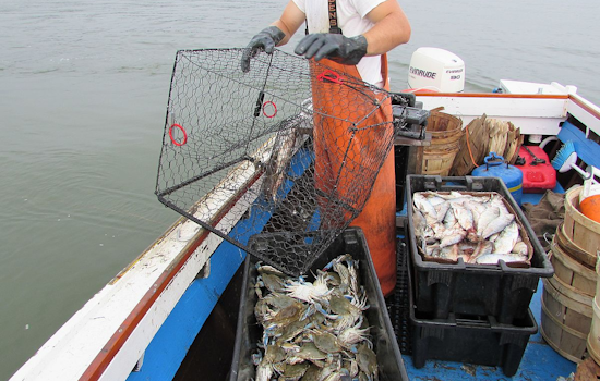 California Prolongs Crab Trap Ban & Delays Dungeness Crab Season to Protect Whales and Address Domoic Acid Concerns