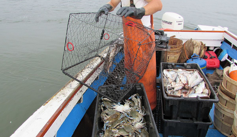 California Prolongs Crab Trap Ban & Delays Dungeness Crab Season to Protect Whales and Address Domoic Acid Concerns