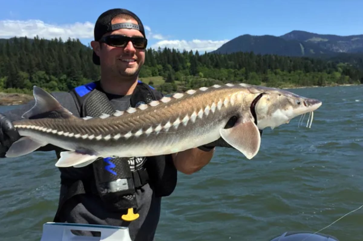 2025 White Sturgeon Seasons Announced for Columbia River, Anglers Gear