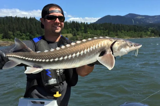 2025 White Sturgeon Seasons Announced for Columbia River, Anglers Gear Up for Sustainable Fishing Opportunities in Oregon and Washington