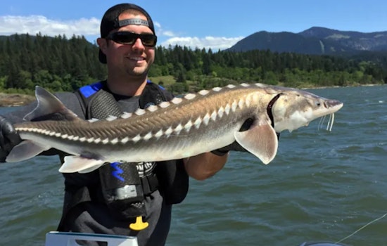 2025 White Sturgeon Seasons Announced for Columbia River, Anglers Gear Up for Sustainable Fishing Opportunities in Oregon and Washington