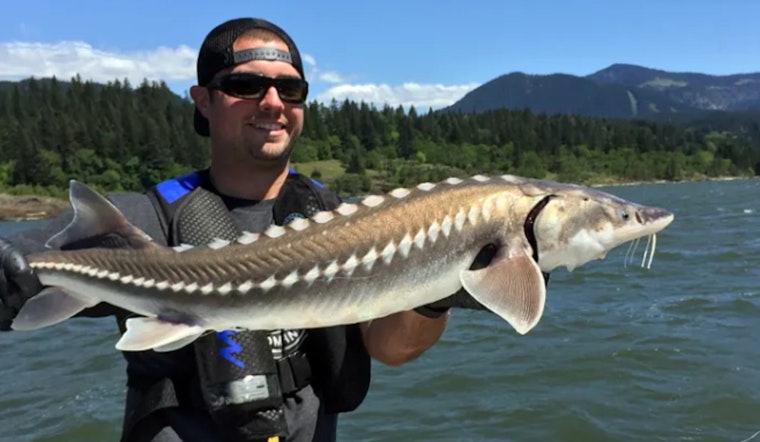 2025 White Sturgeon Seasons Announced for Columbia River, Anglers Gear Up for Sustainable Fishing Opportunities in Oregon and Washington