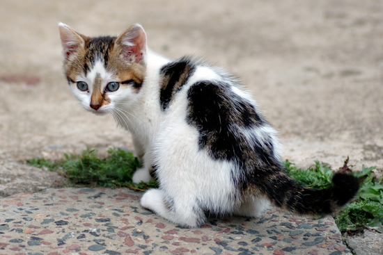 35 Cats Rescued from Hoarding Situation in Latrobe, Pennsylvania, Rescue Teams Appeal for Aid