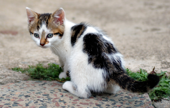 35 Cats Rescued from Hoarding Situation in Latrobe, Pennsylvania, Rescue Teams Appeal for Aid