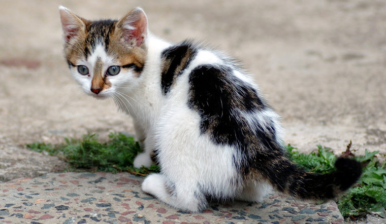 35 Cats Rescued from Hoarding Situation in Latrobe, Pennsylvania, Rescue Teams Appeal for Aid