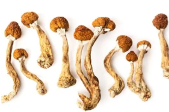 Arapahoe County Opens Dialogue on Psilocybin Regulation Ahead of 2025 Legal Operations