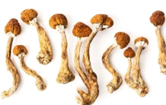 Arapahoe County Opens Dialogue on Psilocybin Regulation Ahead of 2025 Legal Operations