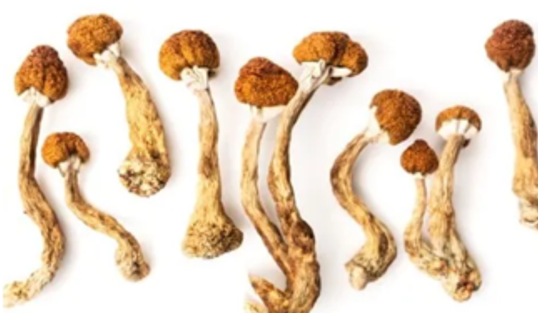 Arapahoe County Opens Dialogue on Psilocybin Regulation Ahead of 2025 Legal Operations