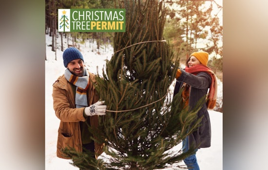 Arizona National Forests to Offer Christmas Tree Cutting Permits, Tradition and Cheer Begin November 14