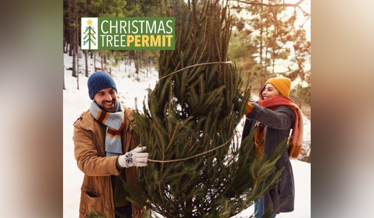 Arizona National Forests to Offer Christmas Tree Cutting Permits, Tradition and Cheer Begin November 14