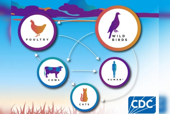 Arizona's Pinal County Detects Bird Flu at Commercial Farm, Launches Rapid Containment Measures