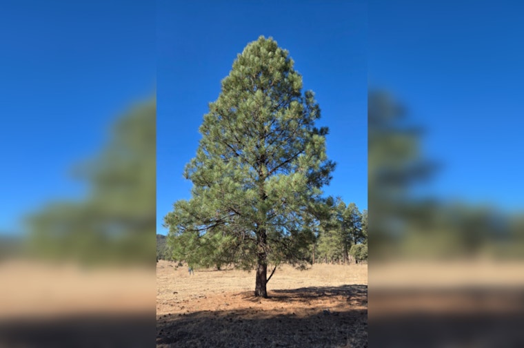 Arizona's State Capitol Adorned with Ponderosa Pine from San Carlos Apache Tribe in Symbol of Unity and Tradition