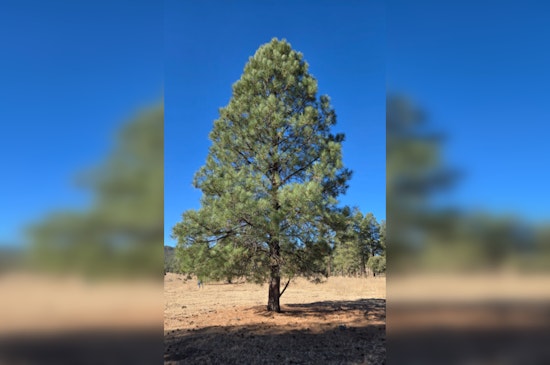 Arizona's State Capitol Adorned with Ponderosa Pine from San Carlos Apache Tribe in Symbol of Unity and Tradition