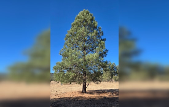 Arizona's State Capitol Adorned with Ponderosa Pine from San Carlos Apache Tribe in Symbol of Unity and Tradition