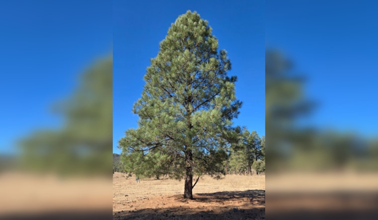 Arizona's State Capitol Adorned with Ponderosa Pine from San Carlos Apache Tribe in Symbol of Unity and Tradition