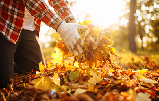 Arlington Intensifies Leaf Collection Efforts Post-Thanksgiving, Promotes Recycling for Cleaner Community