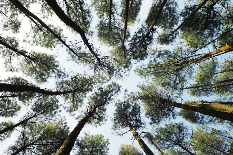 Arlington's Tree Canopy Sees Steady Growth, Edging Toward 40% Goal Amidst Challenges