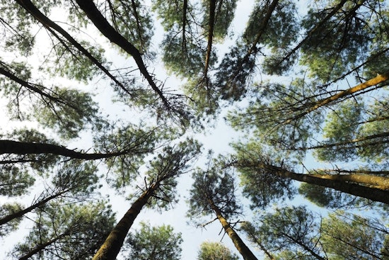 Arlington's Tree Canopy Sees Steady Growth, Edging Toward 40% Goal Amidst Challenges