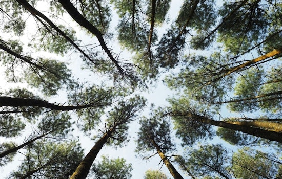 Arlington's Tree Canopy Sees Steady Growth, Edging Toward 40% Goal Amidst Challenges