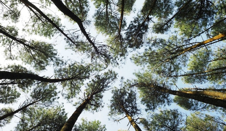 Arlington's Tree Canopy Sees Steady Growth, Edging Toward 40% Goal Amidst Challenges