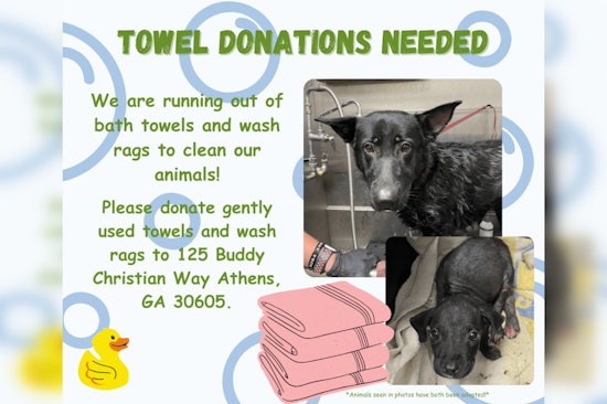 Athens-Clarke County Animal Services Seeks Towel Donations for Sheltered Animals