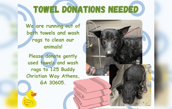 Athens-Clarke County Animal Services Seeks Towel Donations for Sheltered Animals