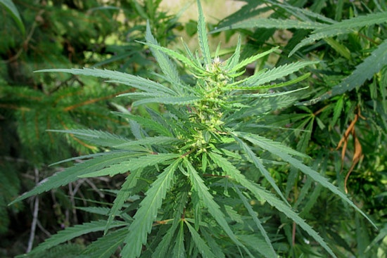 Attorney General Ken Paxton Sues City of Dallas Over Marijuana Enforcement Charter Amendment