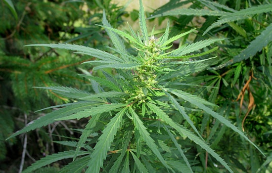 Attorney General Ken Paxton Sues City of Dallas Over Marijuana Enforcement Charter Amendment