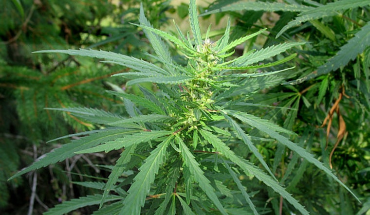 Attorney General Ken Paxton Sues City of Dallas Over Marijuana Enforcement Charter Amendment