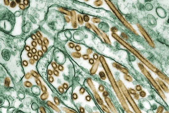Avian Flu Detected in Oʻahu Wastewater, Hawaii Health Officials Launch Investigation
