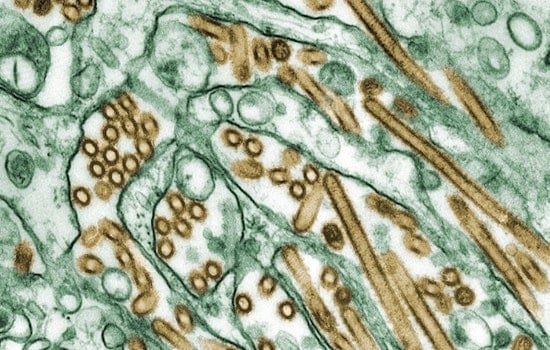 Avian Flu Detected in Oʻahu Wastewater, Hawaii Health Officials Launch Investigation