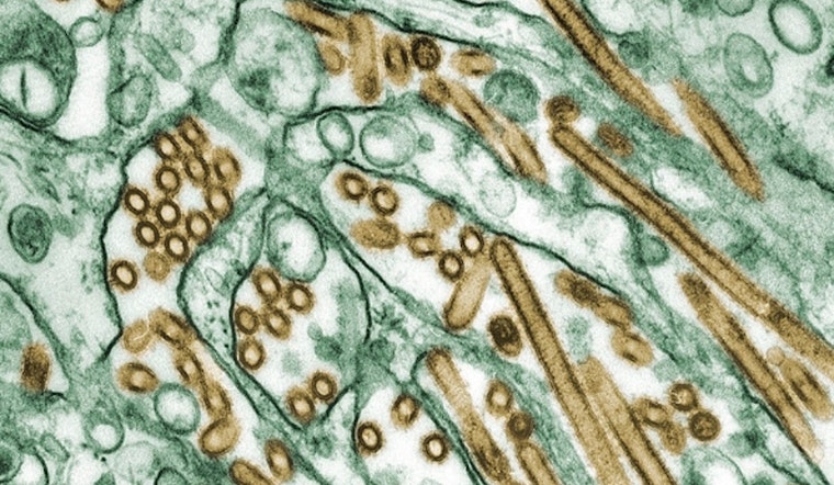 Avian Flu Detected in Oʻahu Wastewater, Hawaii Health Officials Launch Investigation
