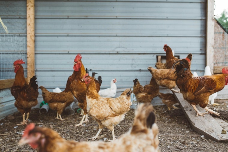 Avian Influenza Detected in Maricopa County Poultry Flock; Health Officials Respond with Quarantine Measures