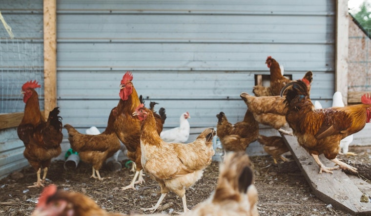 Avian Influenza Detected in Maricopa County Poultry Flock; Health Officials Respond with Quarantine Measures