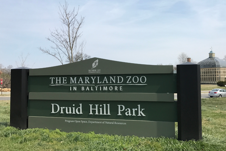 Baltimore's Maryland Zoo Excitedly Anticipates Public Debut of New Female Giraffe