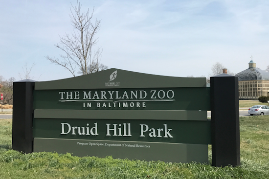 Baltimore's Maryland Zoo Excitedly Anticipates Public Debut of New Female Giraffe